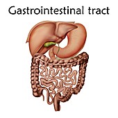 Human gastrointestinal tract, illustration