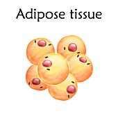 Adipose tissue, illustration