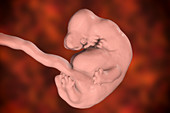 Embryo at 6 weeks, illustration