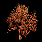 Purkinje nerve cell of the cerebellum, illustration