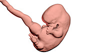 Human embryo, 7 weeks, illustration