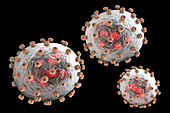 Lassa virus particles, illustration