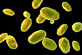 Yersinia enterocolitica bacteria, illustration
