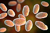 Yersinia pseudotuberculosis bacteria, illustration