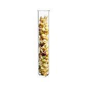 Sprouting beans in test tube