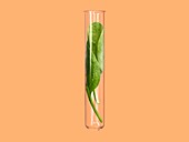 Spinach in test tube