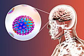 Encephalitis caused by flu virus, conceptual illustration