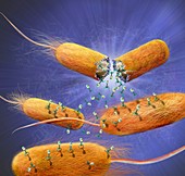 Bacteriophages leaving bacterial cells, illustration