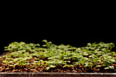Lettuce seedlings