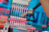 Pipetting samples for gel electrophoresis