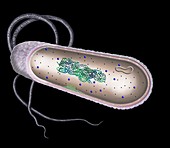 Bacterial cell, illustration