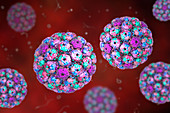 Polyoma BK virus, illustration