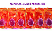 Simple columnar epithelium, illustration
