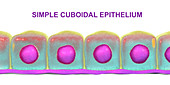 Simple cuboidal epithelium, illustration