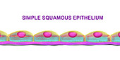 Simple squamous epithelium, illustration