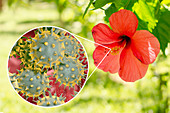 Hibiscus flower and pollen grain, composite image