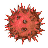 Hibiscus pollen grain, illustration