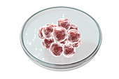Human blastocyst in Petri dish, conceptual illustration