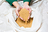 Hands scooping mustard seeds from a plastic sack