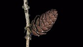 Pine cone opening, timelapse