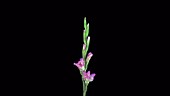 Pink gladiolus opening, timelapse