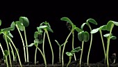 Sunflower plants growing, timelapse