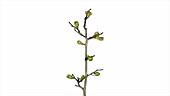Hawthorn sapling, timelapse
