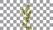 Forsythia flowering, timelapse