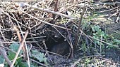 Water vole in hole
