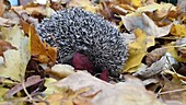 Hedgehog in leaves