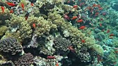 Red Sea corals and reef fish