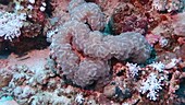 Red Sea corals