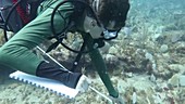 Surveying hurricane coral reef damage in the Caribbean
