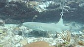 Shark on a coral reef