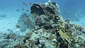 Red Sea corals and reef fish