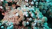 Red Sea corals