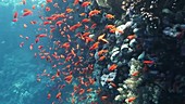 Red Sea corals and reef fish