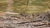 Mudskippers in mangrove swamp, high-speed footage
