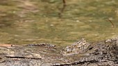 Mudskippers in mangrove swamp, high-speed footage