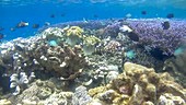 Soft and hard corals and reef fish