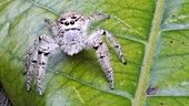 Hyllus jumping spider