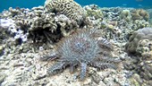 Crown-of-thorns starfish eating coral, time-lapse footage