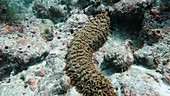 Sea cucumber in Indian Ocean