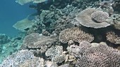 Coral in Indian Ocean