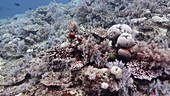 Coral in Indian Ocean