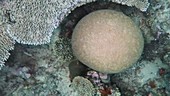 Brain coral in Indian Ocean