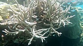 Bleached staghorn coral in Indian Ocean