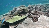 Coral in Indian Ocean