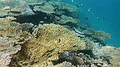 Coral in Indian Ocean