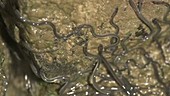 Elvers climbing wet rocks